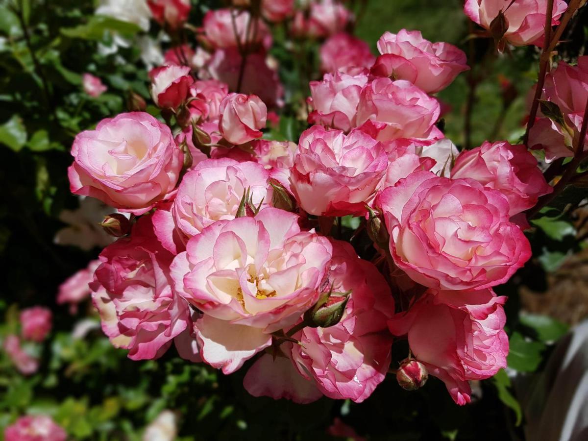 De Rosas